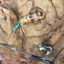 アジからアオリ