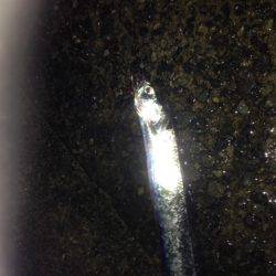 アオリイカ、キロオーバー