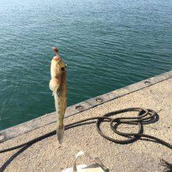 ハゼのミリョク