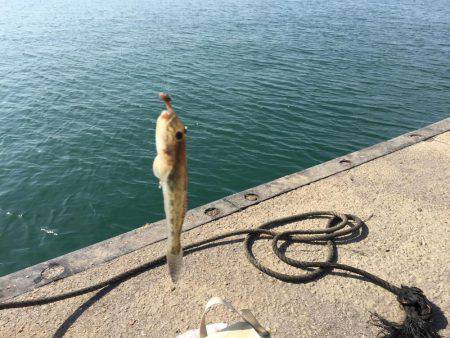 ハゼのミリョク