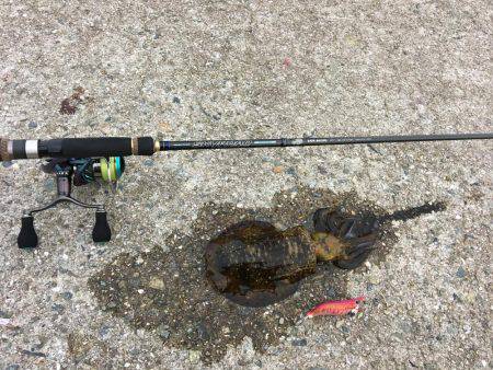 アオリに煽られて