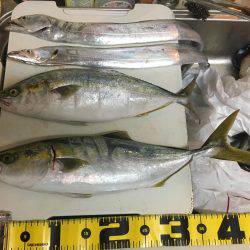 ひさびさの青物