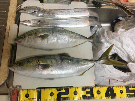 ひさびさの青物