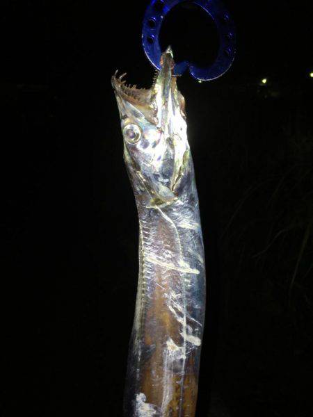 タチウオ＆アジング