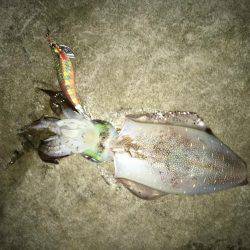 今年は好調！アオリイカ