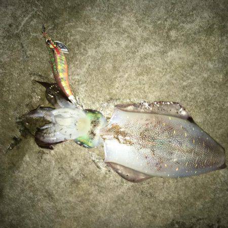 今年は好調！アオリイカ