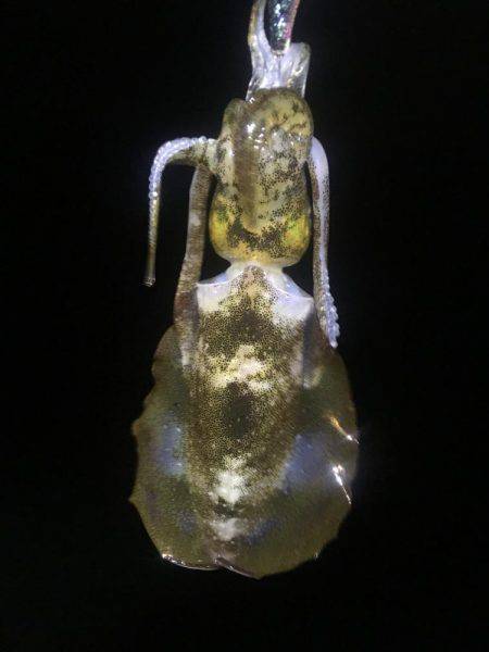 どこでも釣れる。