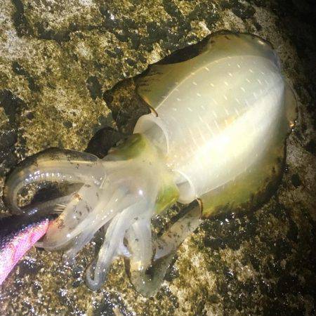 平日エギング‼️