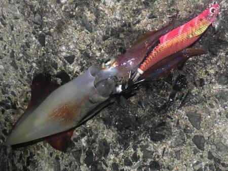 タチウオ釣りの隣にて