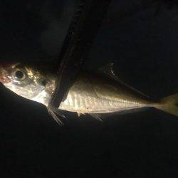 釣れるかな〜❓