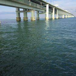 アオリが釣りたいんや