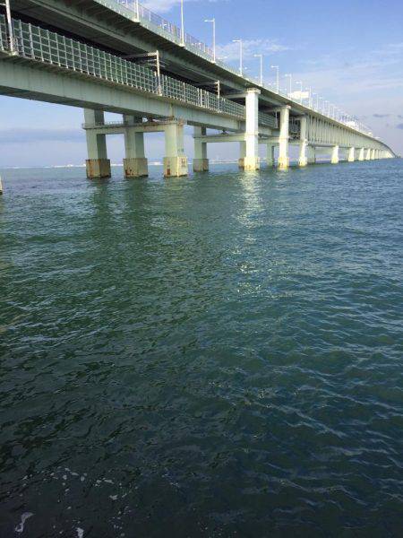 アオリが釣りたいんや