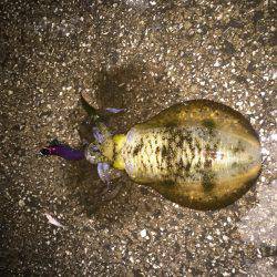久しぶりにアオリが釣れた〜