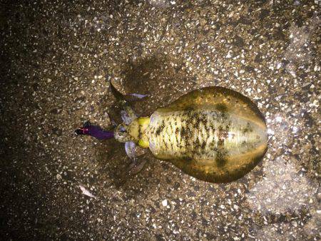 久しぶりにアオリが釣れた〜