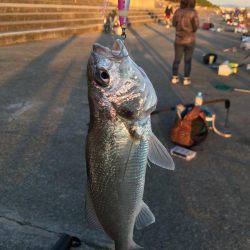 今年も始まりました