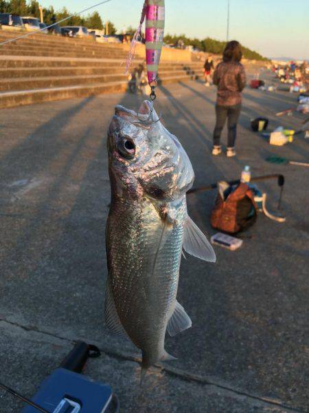今年も始まりました