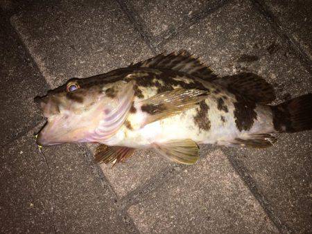 HATでタケノコメバル？