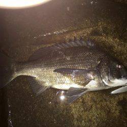 秋本番のナイトゲーム