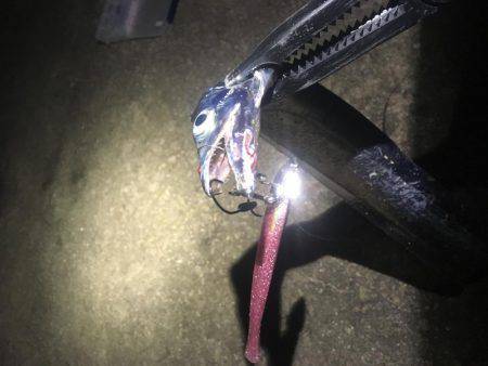 連夜タチウオゲーム❗️