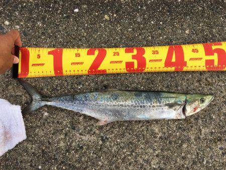 松村渡船でポーアイ沖堤防