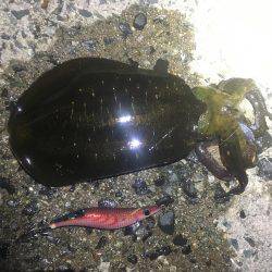 午前零時からの釣果です(^o^)