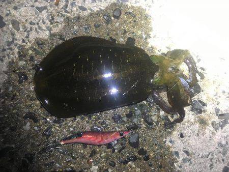 午前零時からの釣果です(^o^)