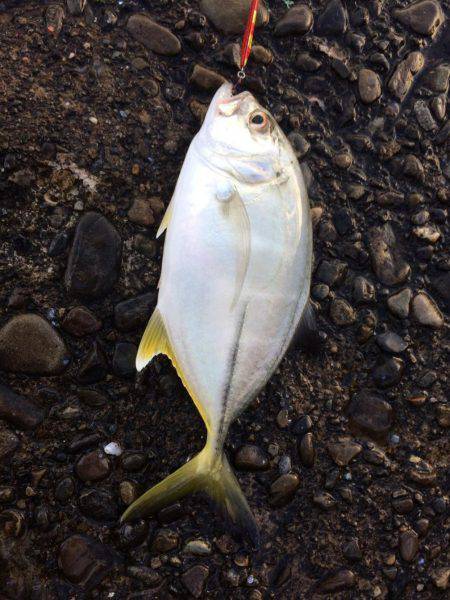 雨後のライトゲーム