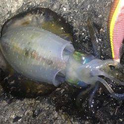 順調に育ってます❗️