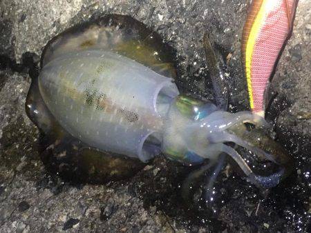 順調に育ってます❗️