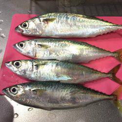 デカサバゲット！