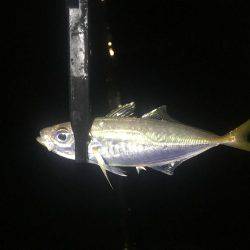 安定のアジング+@