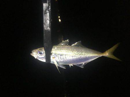 安定のアジング+@