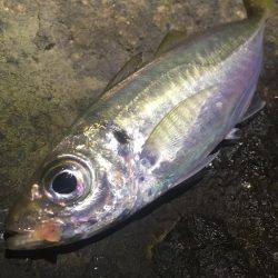 深夜からのアジング❗️