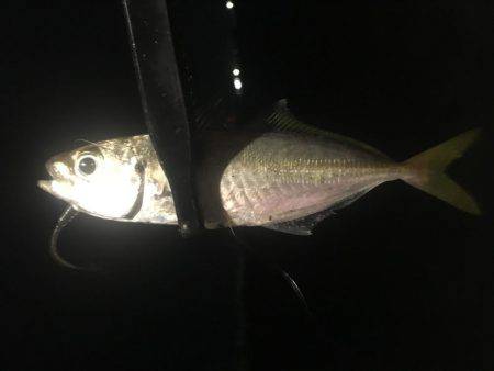 爆風アジング❗️