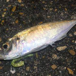 ここでもアジング❗️