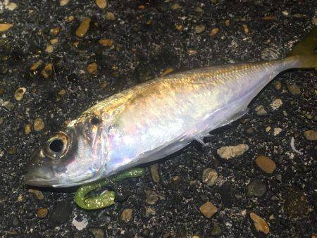 ここでもアジング❗️