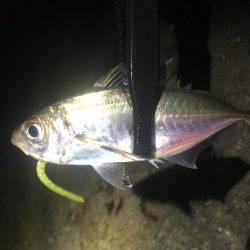 サビキ＆アジング