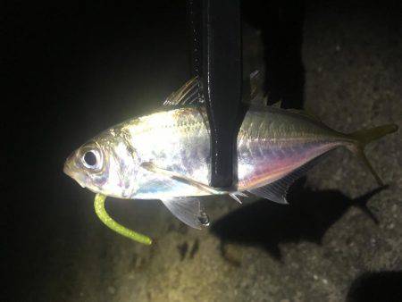 サビキ＆アジング