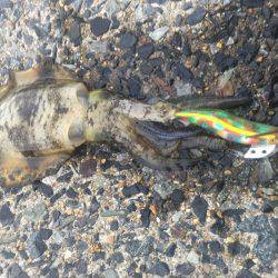 デイエギング最高❗️