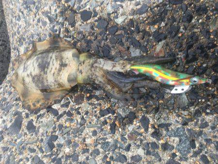 デイエギング最高❗️