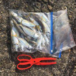 さすが大潮。サビキで大物。