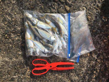 さすが大潮。サビキで大物。