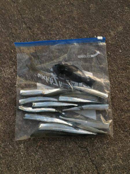 サヨリが入れ食い