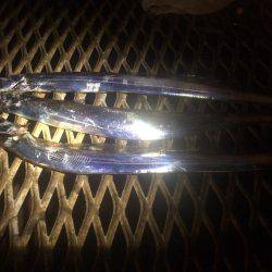 タチウオでボウズのがれ