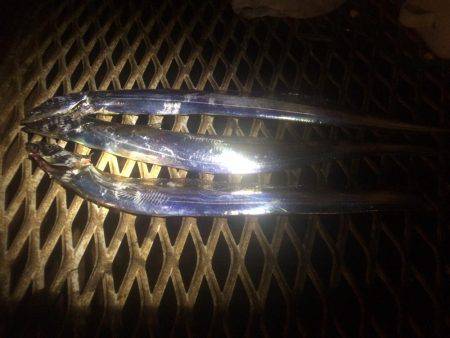 タチウオでボウズのがれ