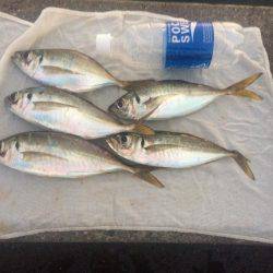 基本に帰ってシンプルなサビキ