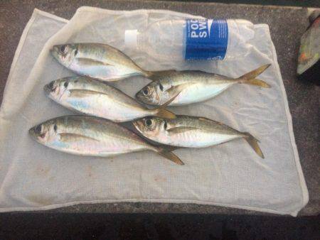 基本に帰ってシンプルなサビキ