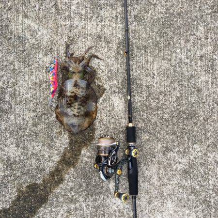 エギング&ワインド