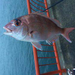 チャリコで平磯カゴデビュー