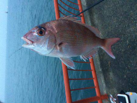 チャリコで平磯カゴデビュー